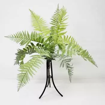 Папоротник Конэко-О KR_10143 60 см