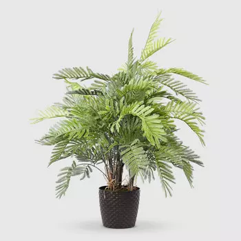 Папоротник Конэко-О в кашпо 80 см