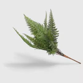 Папоротник Конэко-О зеленый 60 см