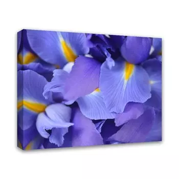 Печатная картина Симфония на деревянном подрамнике "ирисы", 40*50 см