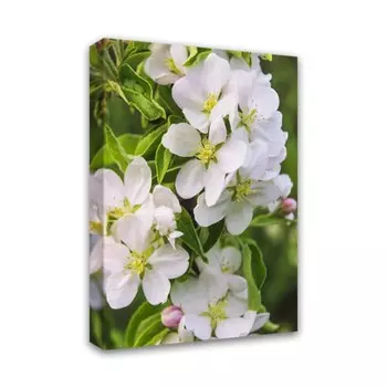 Печатная картина Симфония на деревянном подрамнике "яблоня", 40*50 см