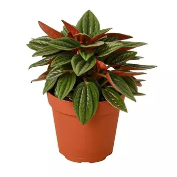 Пеперомия Orangery peper.caperata rosso 6/10