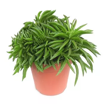 Пеперомия Orangery peper.happy-bean12/20