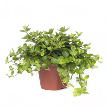 Пеперомия Orangery peper. Rotundifolia12/20