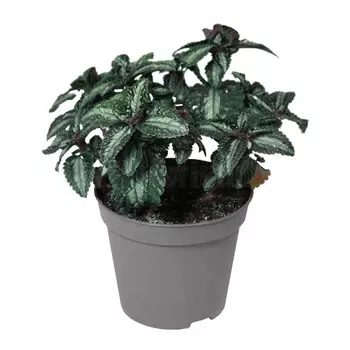 Пилея Orangery pilea spruc.silver tree 14/25