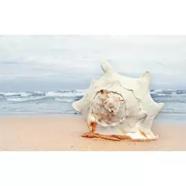 Плитка PiezaRosa Адриатика Ракушки 121916 25x40 см