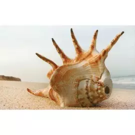 Плитка PiezaRosa Адриатика Ракушки 121918 25x40 см