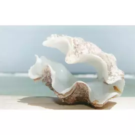 Плитка PiezaROSA Адриатика Ракушки 25x40 см 121914