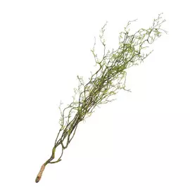 Побеги бамбука ампельные 80 см Конэко-о