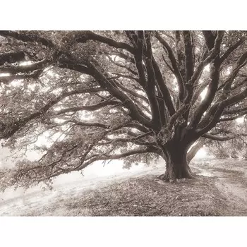 Постер Лакарт Дизайн Дерево 30х40 см