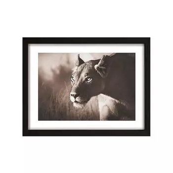Постер Лакарт Дизайн Львица в черной деревянной раме 30х40 см
