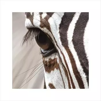 Постер Лакарт Дизайн Зебра 30х30 см