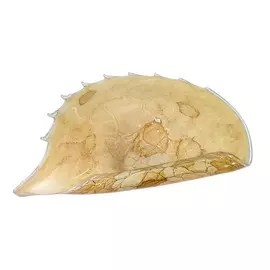 Ракушка Jozefina d 50 см перламутр