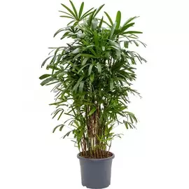 Рапис Orangery rhapis excelsa 31/110