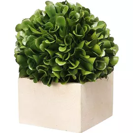 Растение декоративное Glasar Самшит 11х11х14 см