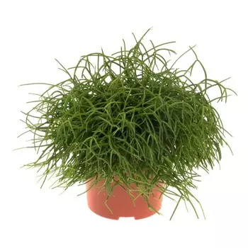 Рипсалис Orangery rhipsalis baccifera oasis 17/25