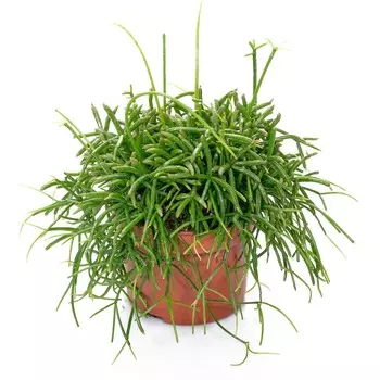 Рипсалис Orangery rhipsalis cassutha cassera12/20