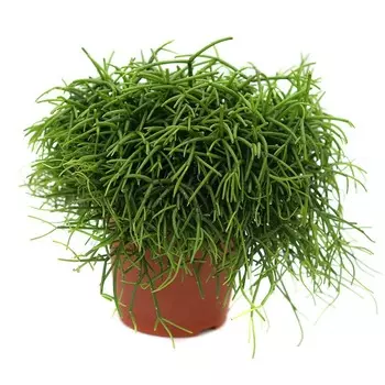 Рипсалис Orangery rhipsalis heteroclada 14/22