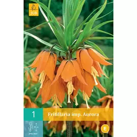 Рябчик JUB (Fritillaria) imp. Aurora 1 шт