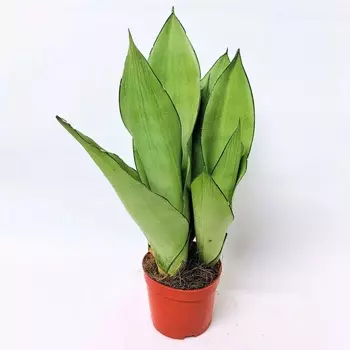 Сансеверия Orangery sansev. Moonshine 12/45