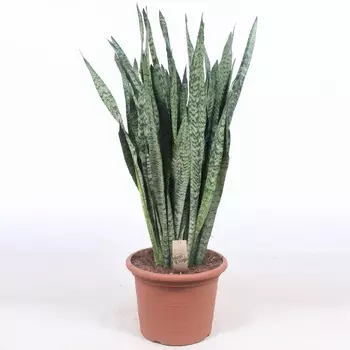 Сансеверия Orangery sansev. Zeylanica14/50