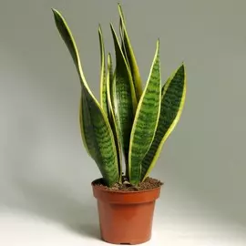 Сансеверия sansev. Laurentii 19/70