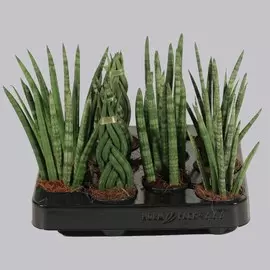 Сансеверия sansev. Mix 14/45