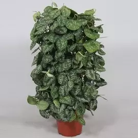 Сциндапсус Orangery scindap.pict.argyraeus 12/15