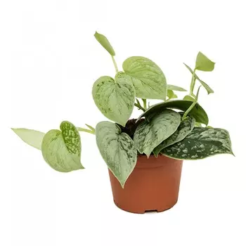 Сциндапсус Orangery scindap. Silvery ann 11/20