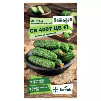 Семена Seminis огурец партенокарпик 4097 f1