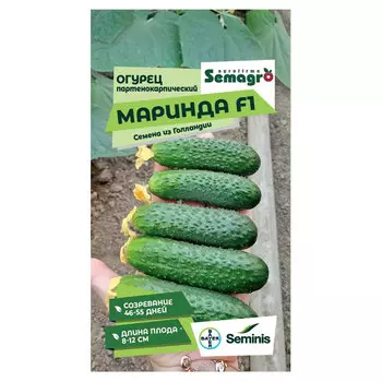 Семена Seminis огурец партенокарпик маринда f1