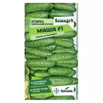 Семена Seminis огурец партенокарпик маша f1