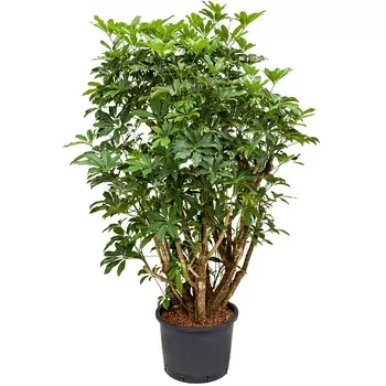 Шеффлера Orangery scheffl. Compacta 30/130