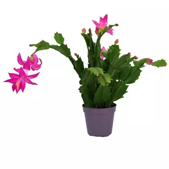 Шлюмбергера Orangery schlumbergera mix 9/25