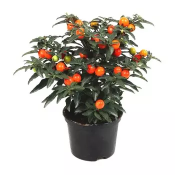 Соланум Orangery solanum pseudocap.mix 13/30