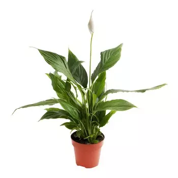 Спатифиллум El spathiph.mozart 12/40 tr