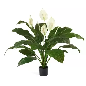 Спатифиллум Gk spathiphyllum mix 21/60 tr