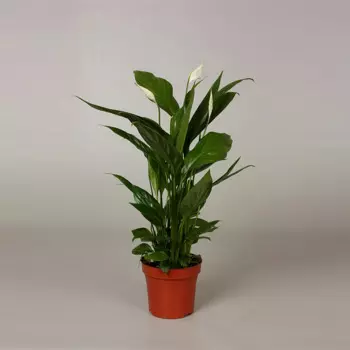 Спатифиллум Orangery spathiph.alana 12/40