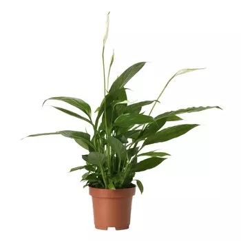 Спатифиллум Orangery spathiph.alana 9/35