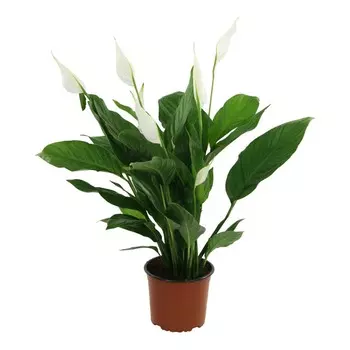 Спатифиллум Orangery spathiph. Sweet chico 17/70