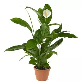 Спатифиллум Orangery spathiph. Sweet silvio 14/65