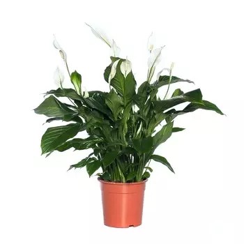 Спатифиллум Orangery spathiph.sweetlauretta 24/110