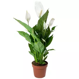 Спатифиллум Orangery spathiphyllum chopin 9/30