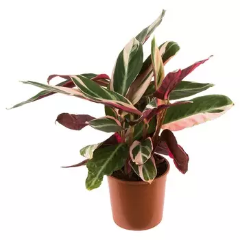 Строманта Orangery stromanthe triostar 27/90