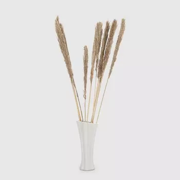 Сухоцветы Dekor pap IJ0071 100-120 см