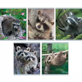 Тетрадь Канц-Эксмо Крошка енот 48 л клетка