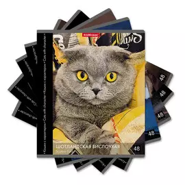 Тетрадь общая ученическая Erich Krause Энциклопедия Кошки с характером клетка 48 л в ассортименте