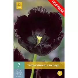 Тюльпан JUB vincent van gogh 7 шт