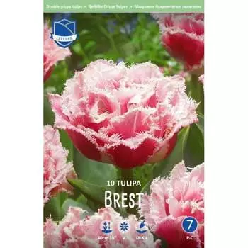 Тюльпан Lefeber Brest 10 шт