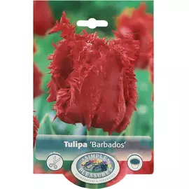 Тюльпан Simple Pleasures Barbados 8 шт